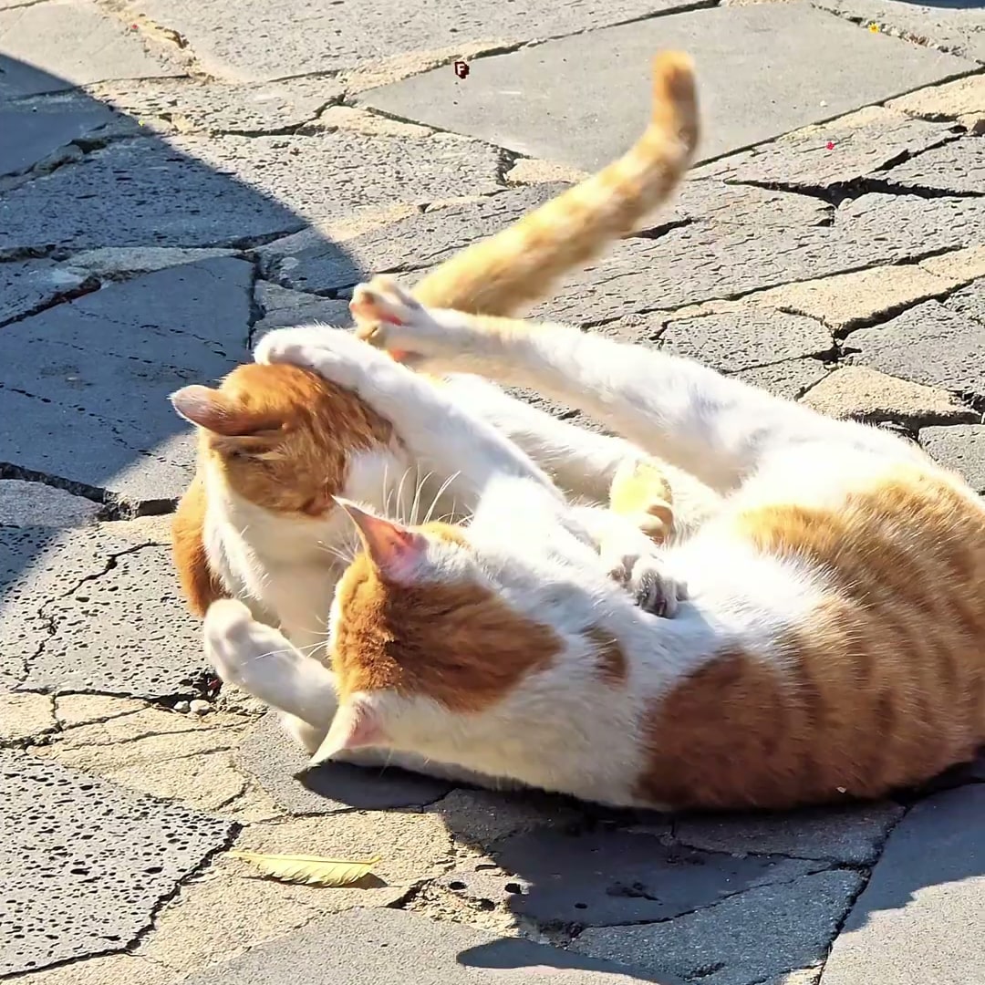 돌바닥 골목에서 뒹구는 고양이 두 마리를 가까이 담은 콘텐츠 장면